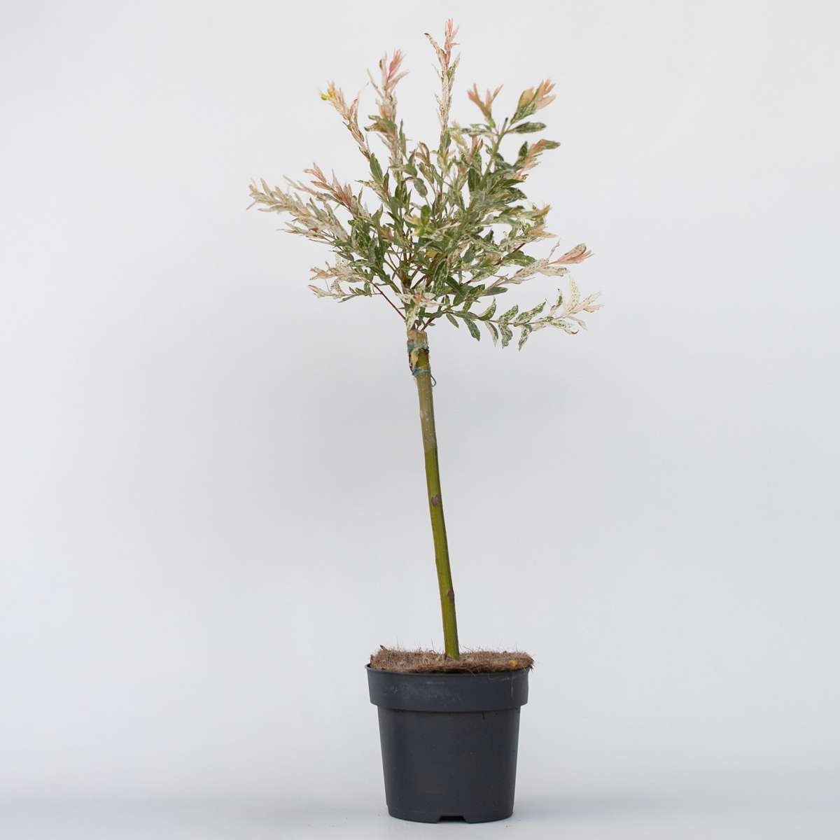 Florastore Zierweide - Salix Integra 'Flamingo' - Höhe 60-80Cm - Topf 17Cm