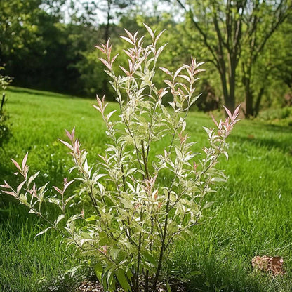 Florastore Zierweide - Salix Integra 'Flamingo' - Höhe 60-80Cm - Topf 17Cm
