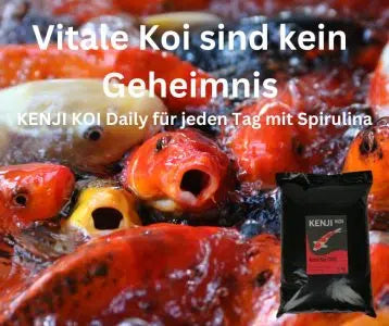 KENJI KOI Daily Food - Für die ganze Saison 5kg